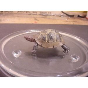 GIANT TORTOISE - Wild Safari Ltd Animal Figure